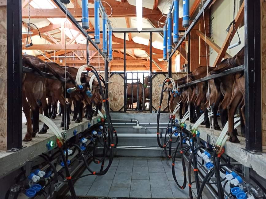 Ferme de l'Or Blanc, Saint-Nectaire (2/6)