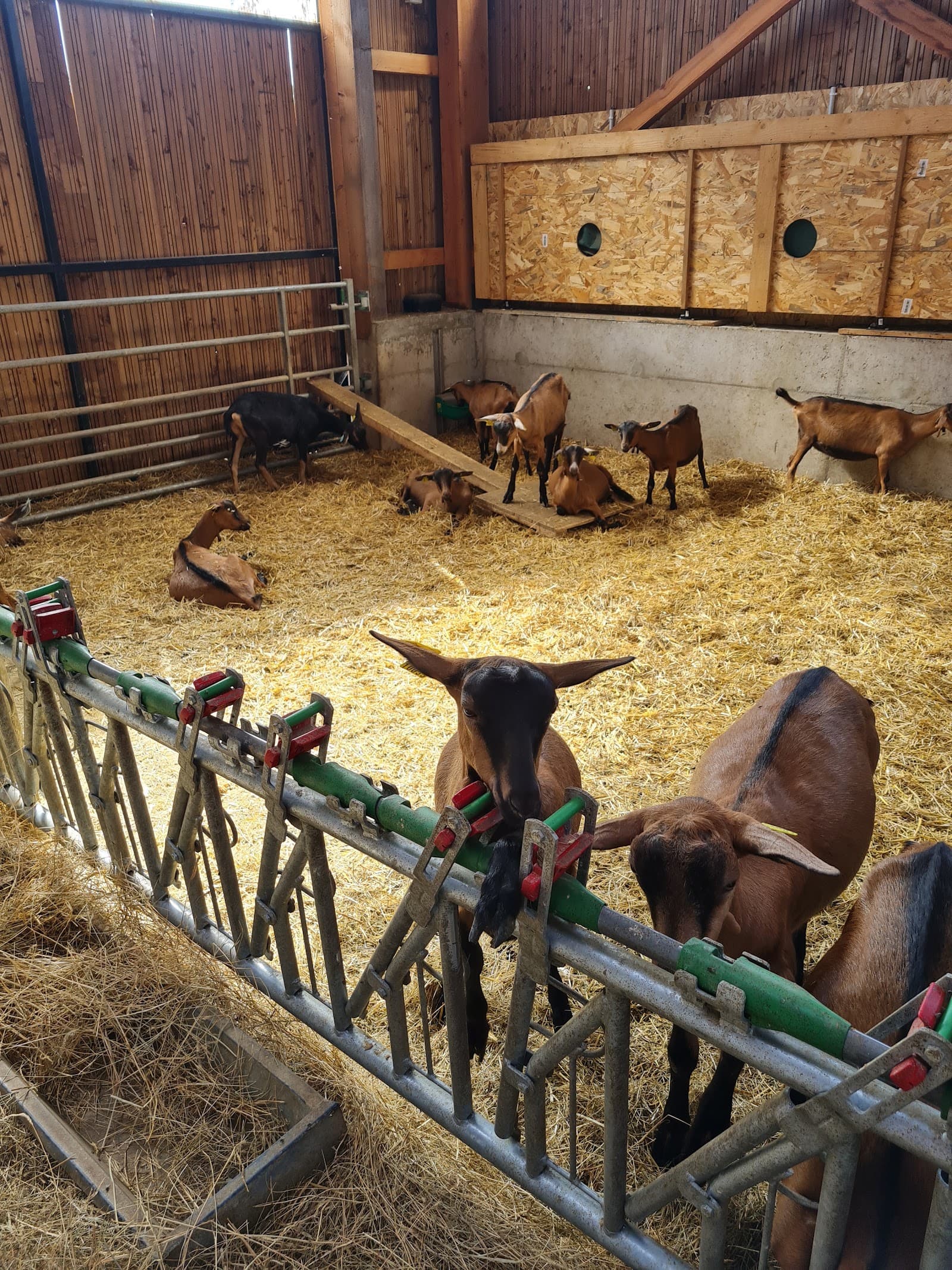 Ferme de l'Or Blanc, Saint-Nectaire (6/6)