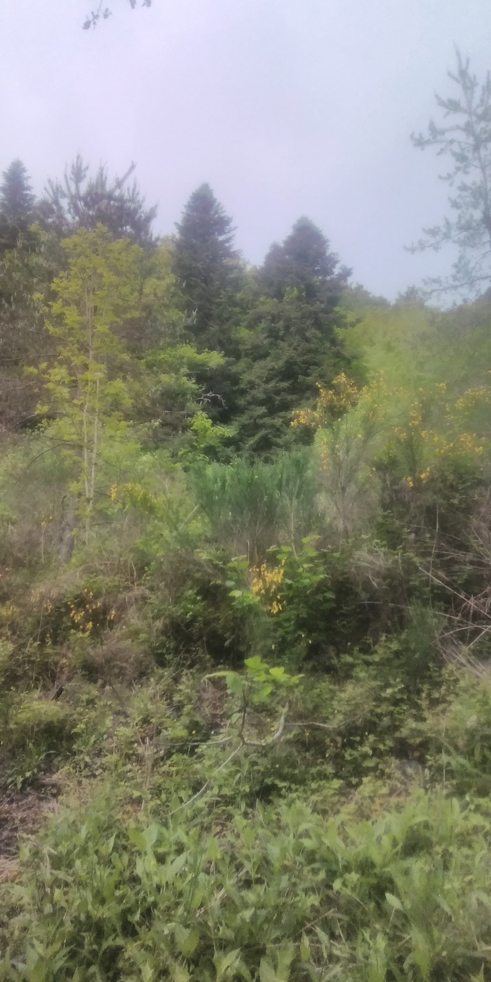 Gorges d'Avèze, Messeix (5/5)