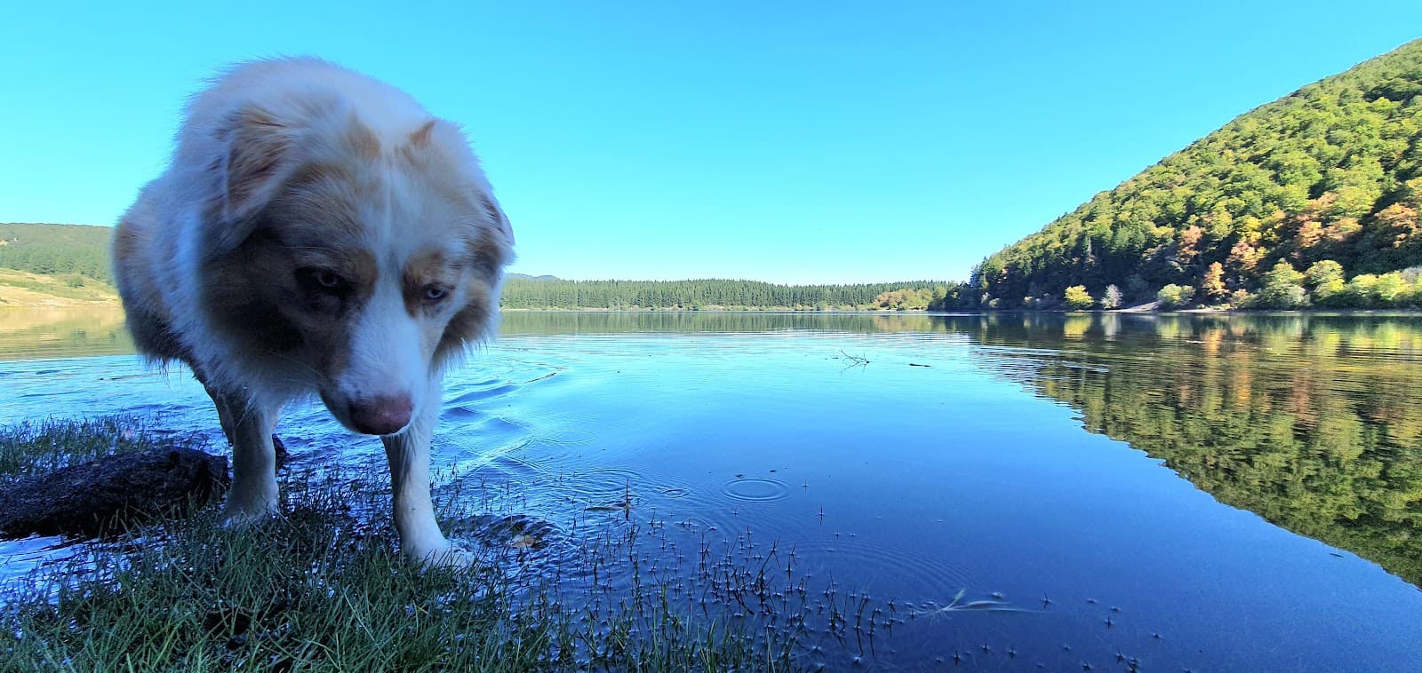 Lac de Montcineyre, Compains (4/5)