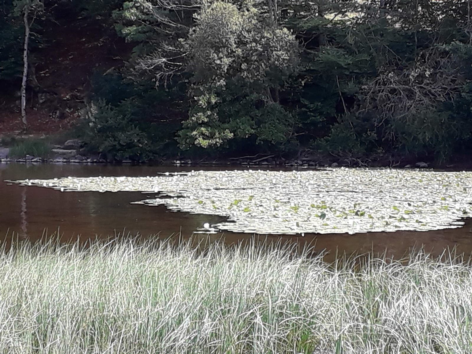 Lac de la Crégut, Trémouille (3/5)