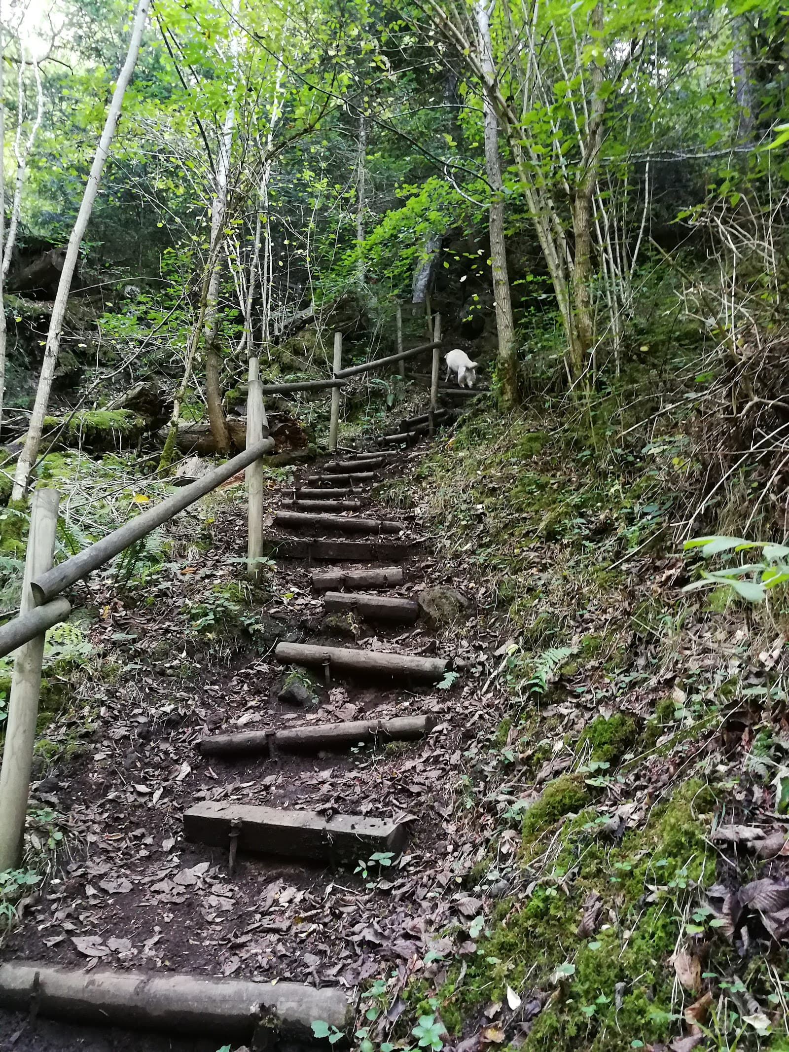 Cascades de Chiloza, Besse-et-Saint-Anastaise (5/5)