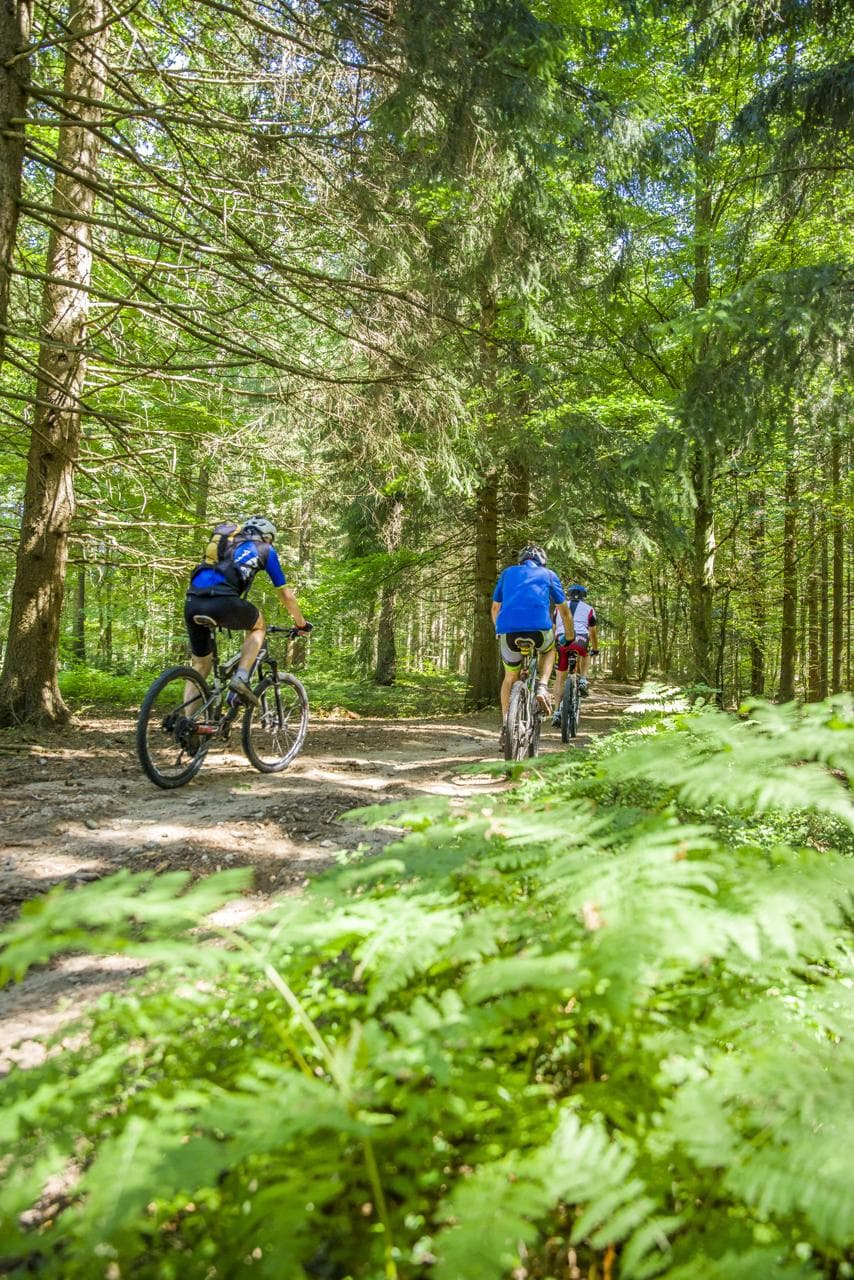 En VTT sous les arbres majestueux