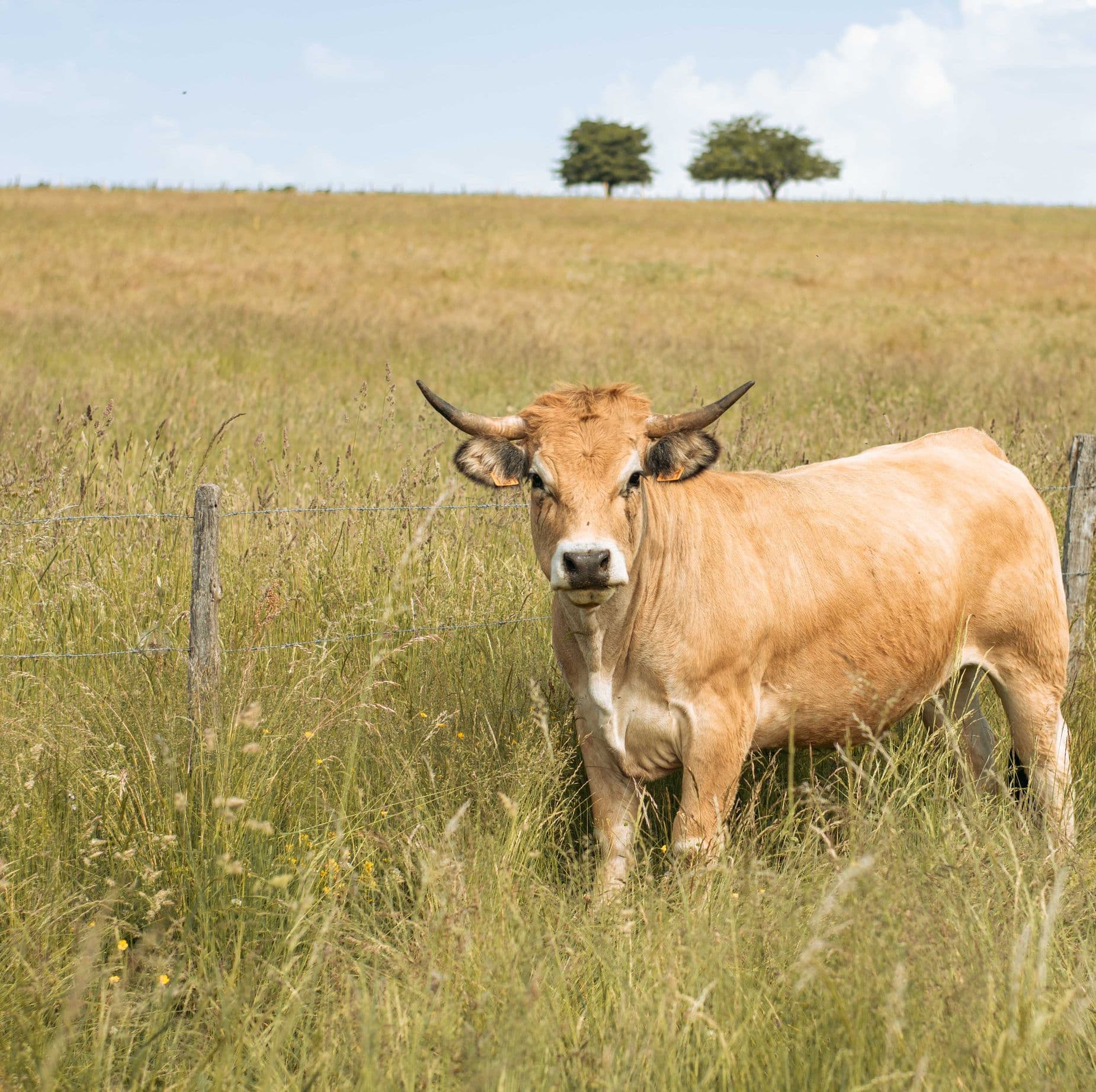 Vache Aubrac