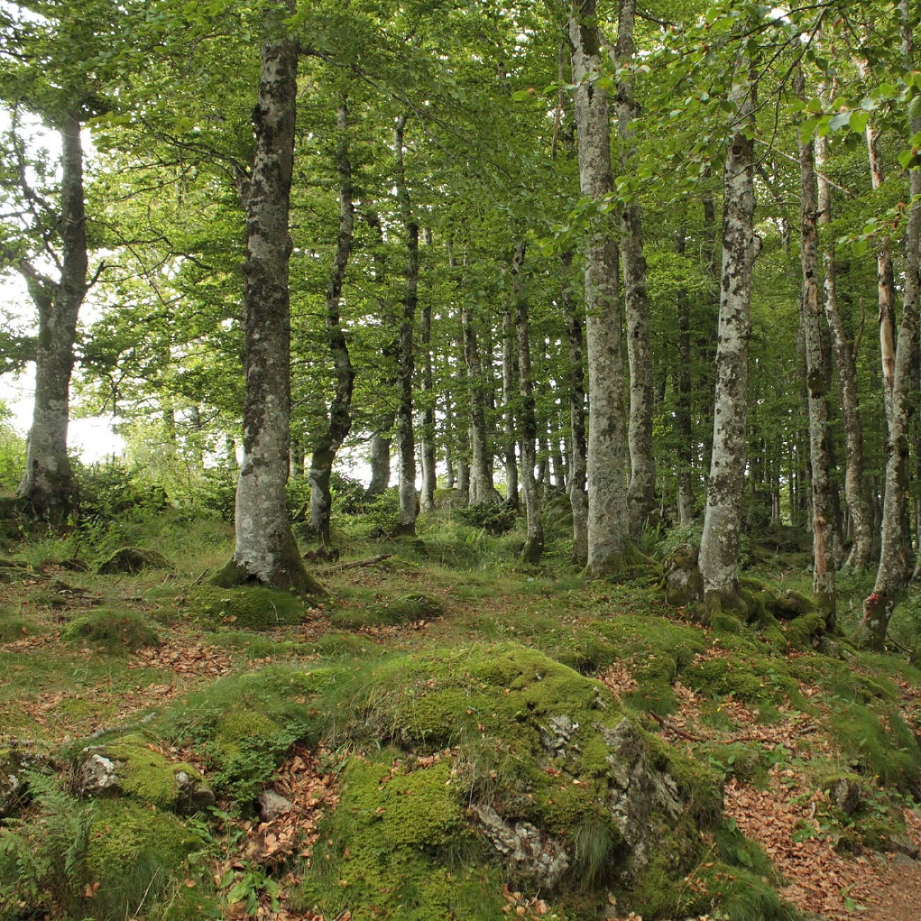 Photo of From Chastreix village to the glacial valley