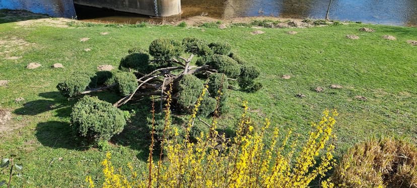 Hérisson photo 2