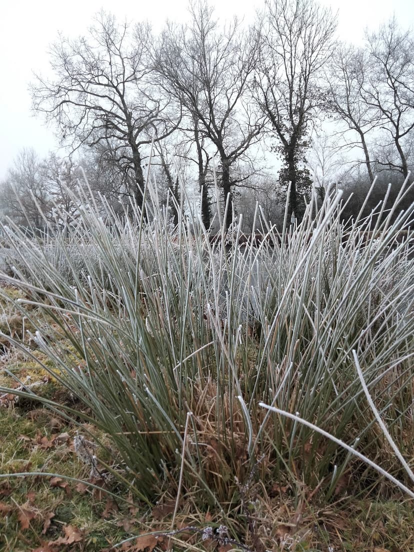 Chassenard photo 6