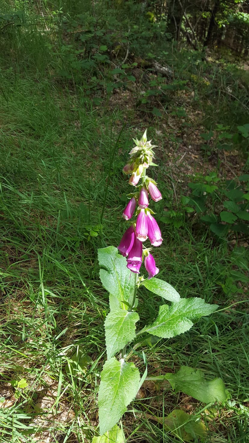 Laqueuille photo 6