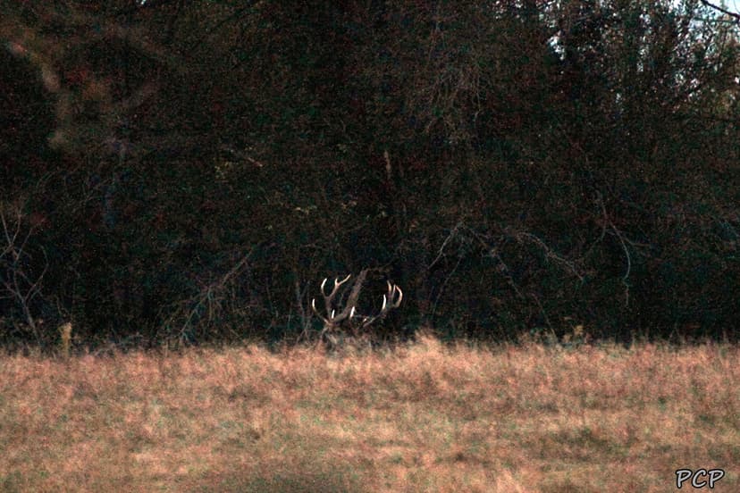 Meaulne-Vitray photo 4