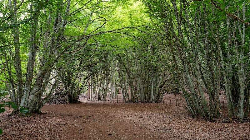 Puy des Gouttes (3)