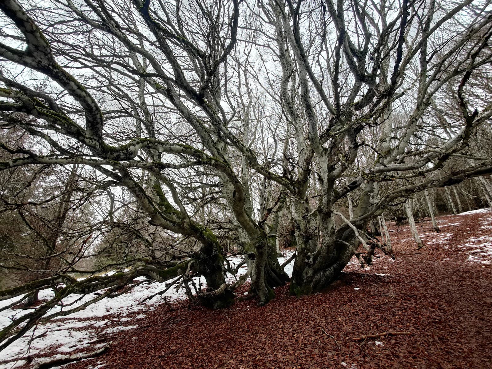 Puys Chopine et des Gouttes (4/6)