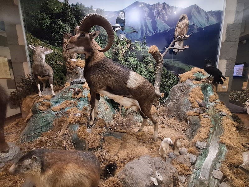 Muséum Henri-Lecoq (2)