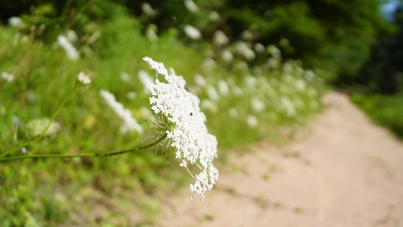Boucle de la Forêt de Lespinasse (4)