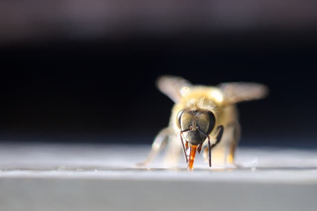 La Maison de l'Abeille
