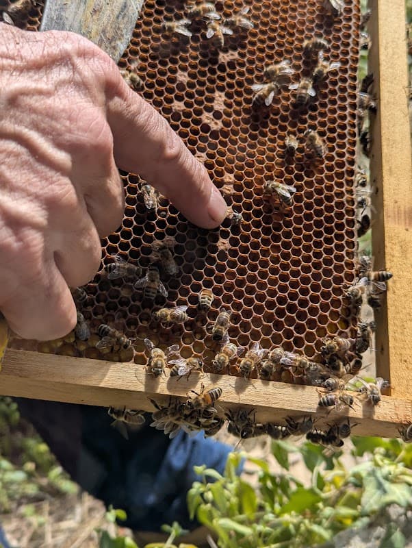 La Maison de l'Abeille (3)