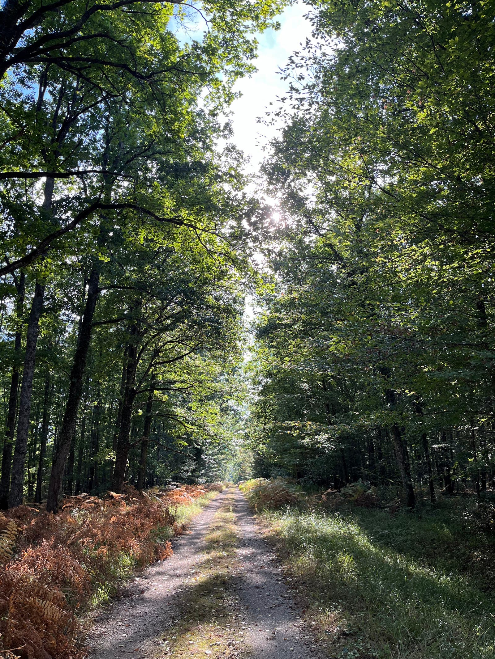 Forêt de Tronçais (1/6)