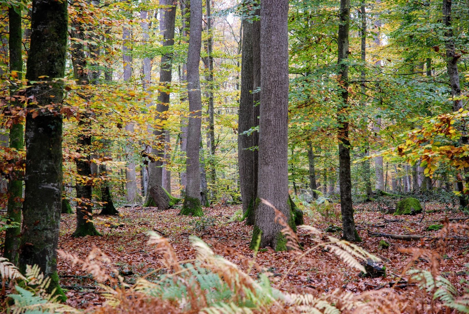 Forêt de Tronçais (2/6)