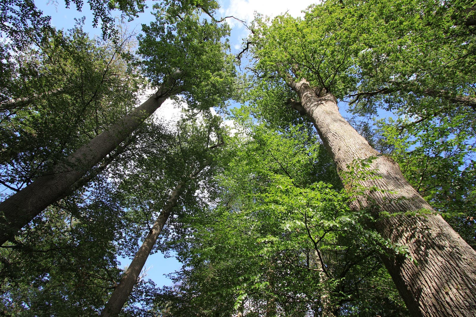 Forêt de Tronçais (3/6)