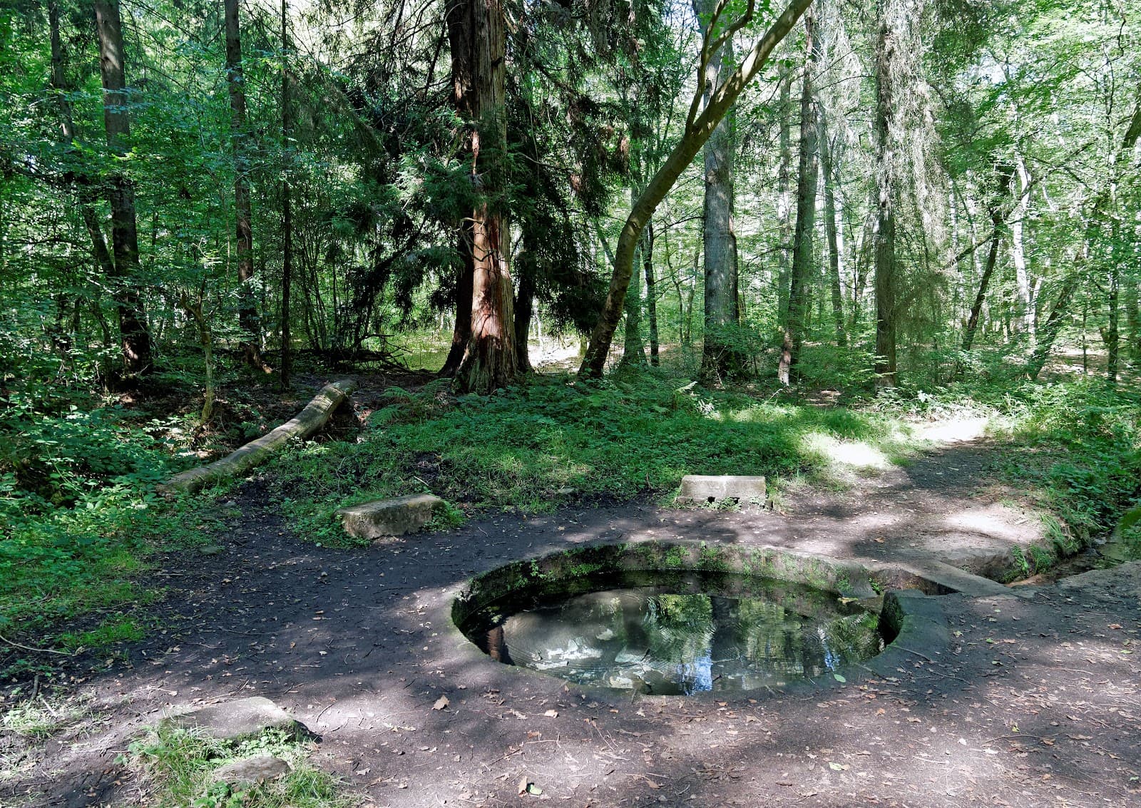 Forêt de Tronçais (5/6)