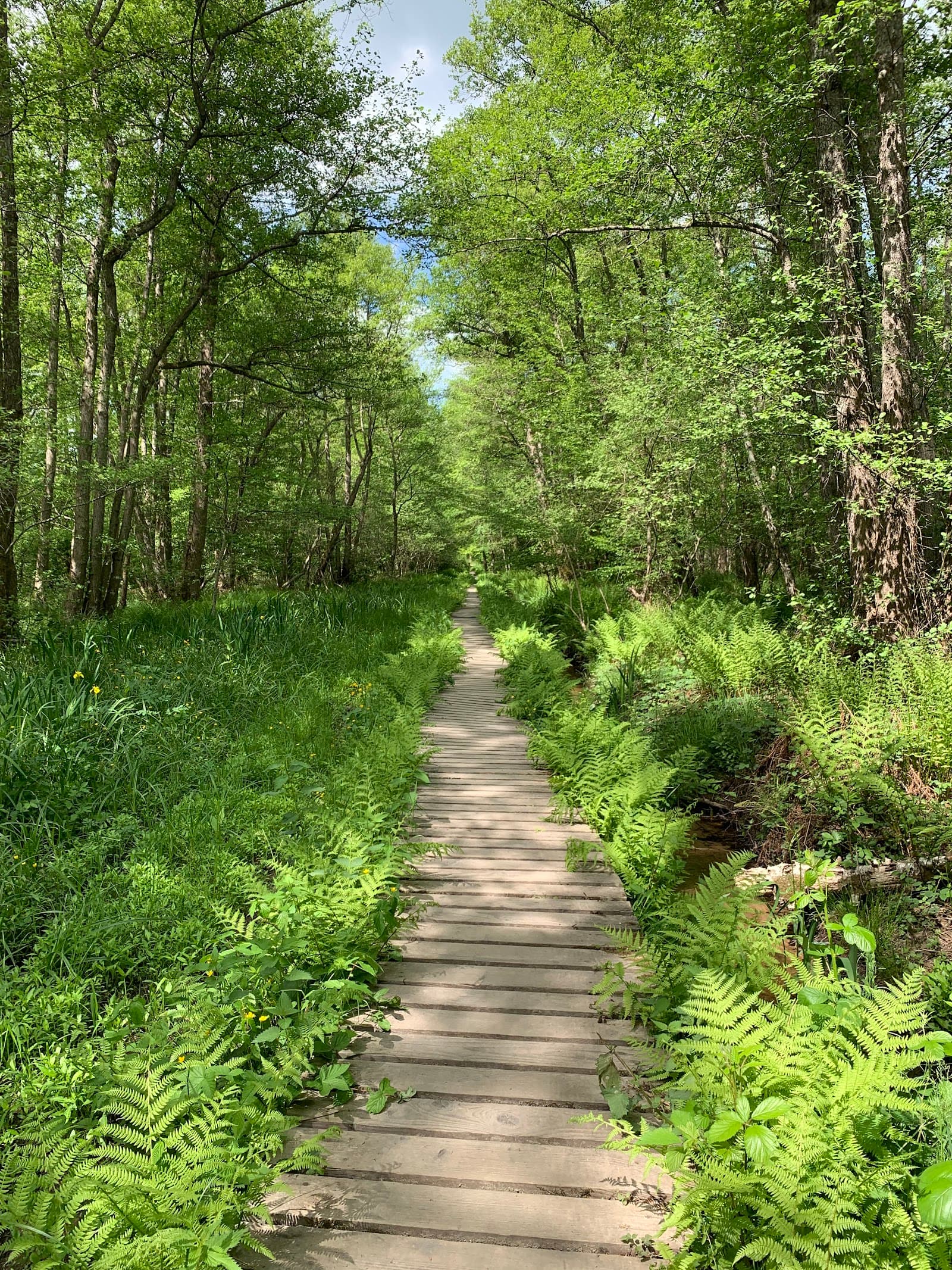 Forêt de Tronçais (6/6)