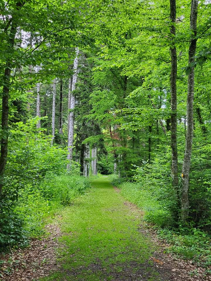 Forêt de la Comté