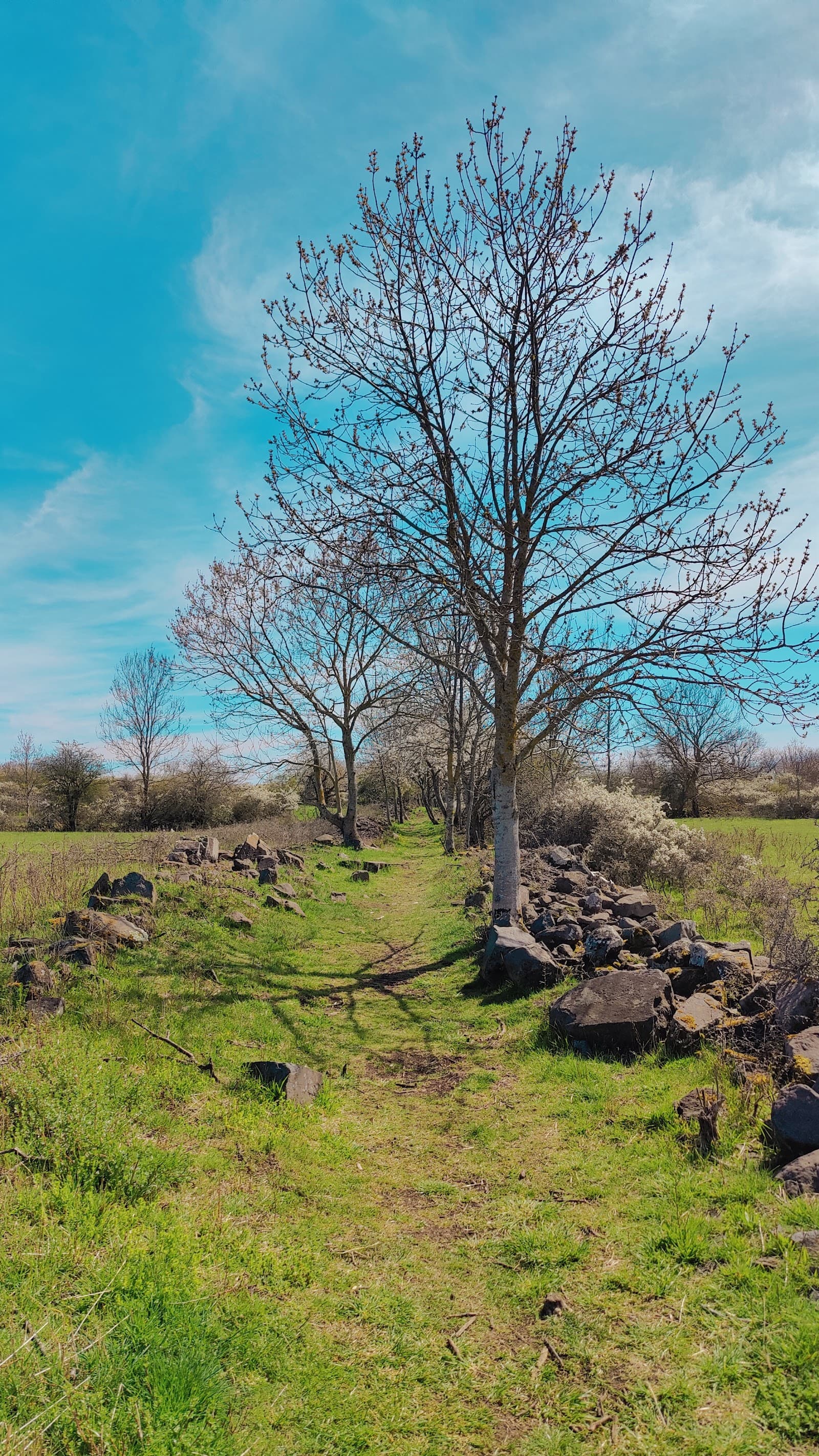 Plateau de Gergovie (4/6)